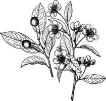 Amelanchier Bartramiana vintage illustration. vector