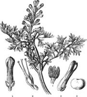 Common Fumitory vintage illustration. vector