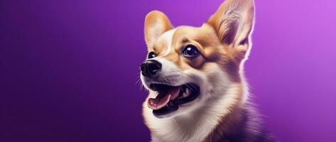 ai generado linda galés corgi perro en un púrpura antecedentes foto