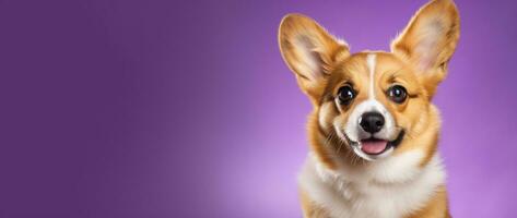 AI generated Cute welsh corgi dog on a purple background photo