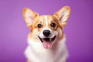 AI generated Cute welsh corgi dog on a purple background photo