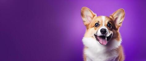 ai generado linda galés corgi perro en un púrpura antecedentes foto