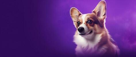 AI generated Cute welsh corgi dog on a purple background photo