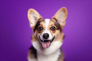 AI generated Cute welsh corgi dog on a purple background photo