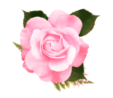 rosa reste sig transparent bakgrund png-gratis nedladdning png