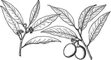 rama de umbelularia californica Clásico ilustración. vector