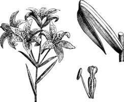 Lilium Concolor Pulchelium vintage illustration. vector