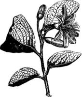 Flowering Branch of Calycanthus Floridus vintage illustration. vector