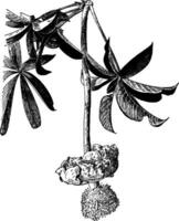 Flower of Adansonia Digitata vintage illustration. vector