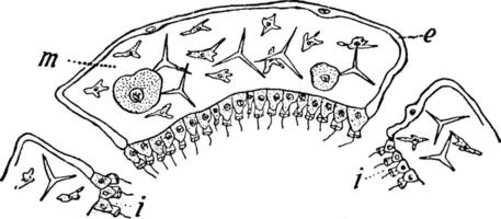 Skeleton of Sponge, vintage illustration. vector