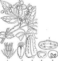 Lardizabala vintage illustration. vector