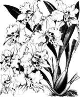 Odontoglossum Crispum vintage illustration. vector