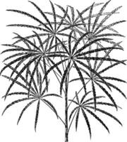 Aralia Veitchii vintage illustration. vector