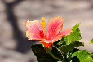 a pink hibiscus flower is shown in front of a green plant photo