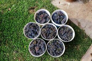 a group of buckets filled with grapes on the grass photo