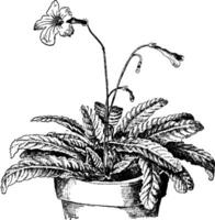 Streptocarpus Rexii vintage illustration. vector