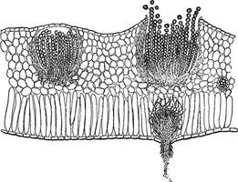 Claytonia Clásico ilustración. vector