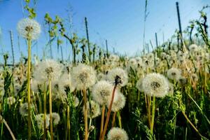 a field of dandelions with a blue sky in the background photo