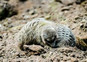 two meerkats are digging in the dirt photo
