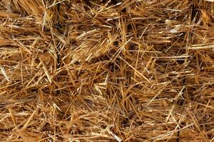 a close up of a pile of straw photo