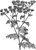 Coriander, spice, crop, flavoring, food, plant, thin, stemmed, small, bushy, herb, branches, umbels vintage illustration. vector