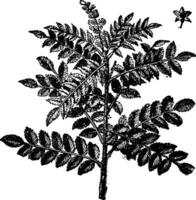 Tanner's Sumac Branch vintage illustration. vector