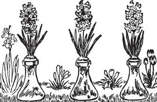 Flowers vintage illustration. vector