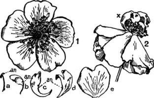 Wild Rose vintage illustration. vector