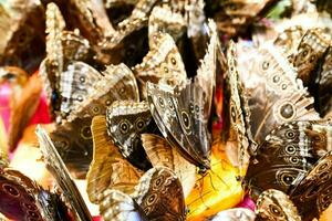 un grande grupo de mariposas son sentado en un mesa foto