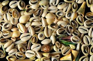 a large pile of shells on a black background photo