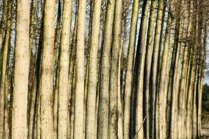 a row of trees in a field photo