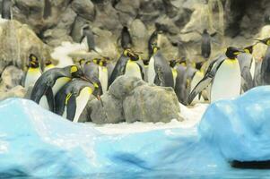 pinguinos en el zoologico foto