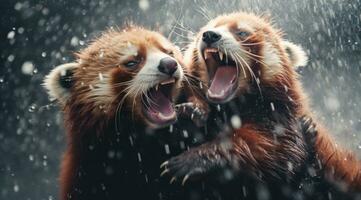 ai generado dos rojo panda cachorros luchando en el lluvia con cada otro, foto