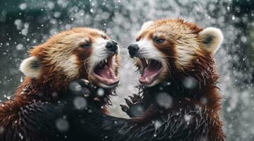 ai generado dos rojo panda cachorros luchando en el lluvia con cada otro, foto