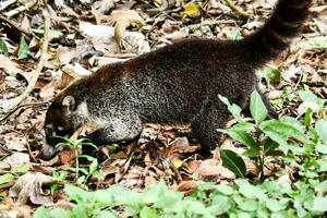 a small raccoon walking through the leaves in the forest photo