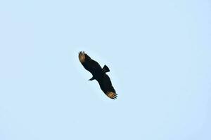 a black bird flying in the blue sky photo