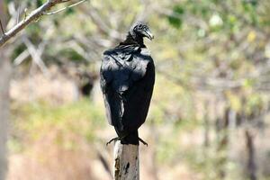 a vulture is perched on a wooden post in a field photo