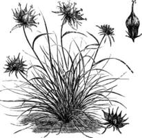 Habit and Detached Flower of Phyteuma Humile vintage illustration. vector
