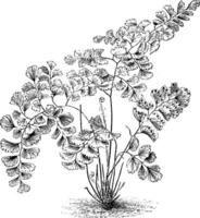 Adiantum Decorum Ferns vintage illustration. vector