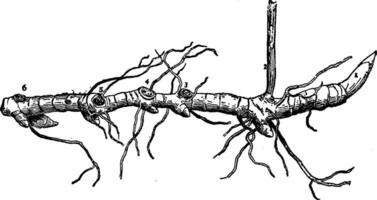 Smilacina Rootstock vintage illustration. vector