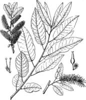 Balsamifera Salix vintage illustration. vector