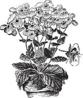 Calceolaria Herbeohybrida vintage illustration. vector