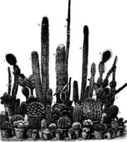 grupo de cactus Clásico ilustración. vector