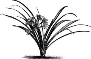 Imantophyllum Miniatum vintage illustration. vector