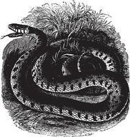 Common ring snake, vintage illustration. vector