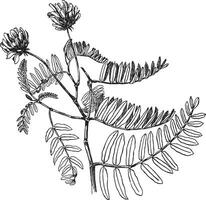 Astragalus Adsurgens vintage illustration. vector