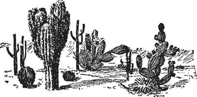 Cactus Plants vintage illustration. vector