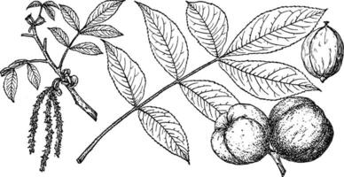 Branch of Mockernut Hickory vintage illustration. vector