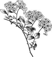 Trilobata Spiraea vintage illustration. vector