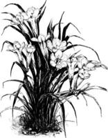 Freesia Refracta Alba vintage illustration. vector